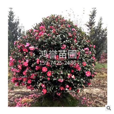 茶梅球 各種規(guī)格 基地直供 茶花 品種齊全 園林綠化
