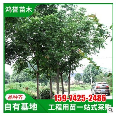 【欒樹】基地供應(yīng) 欒樹國慶花 園林工程造型綠化欒樹行道風(fēng)景欒樹
