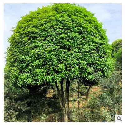 【精品丹桂】濾紙基地直供精品丹桂綠化工程園林庭院行道樹木批發(fā)