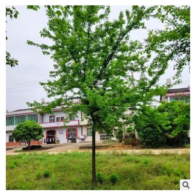 【三角楓】基地直供三角楓園林綠化工程庭院植被行道種植樹木批發(fā)