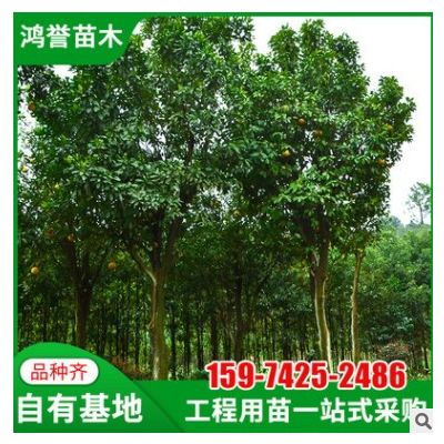 【香泡】湖南植被基地直供香泡園林綠化工程庭院行道樹木香泡批發(fā)