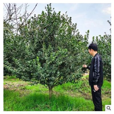 【構(gòu)骨樹】基地直供苗木構(gòu)骨樹庭院園林工程多規(guī)格齊全成活率高
