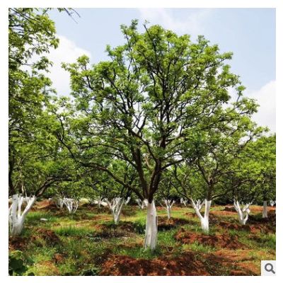 苗圃供應(yīng)18-20公分香泡樹 香櫞樹叢生庭蔭樹市政園林綠化工程苗木