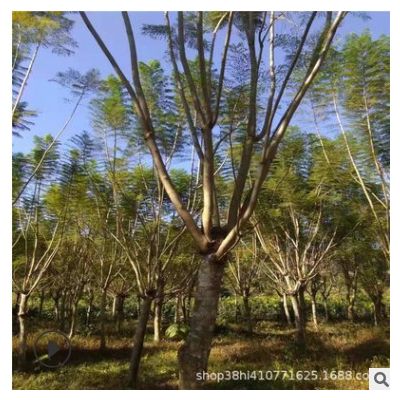 藍花楹基地批發 各種規格 藍花楹報價 20公分25公分 藍花楹批發