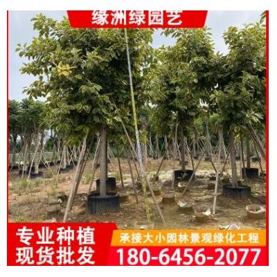 富貴榕 農戶種植批發 各種 富貴榕價格 基地批發 大葉榕 花葉榕