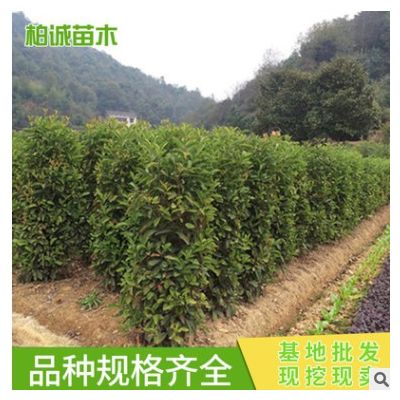 法國冬青柱苗 庭院植物工程綠化苗木 籬笆冬青樹珊瑚樹苗