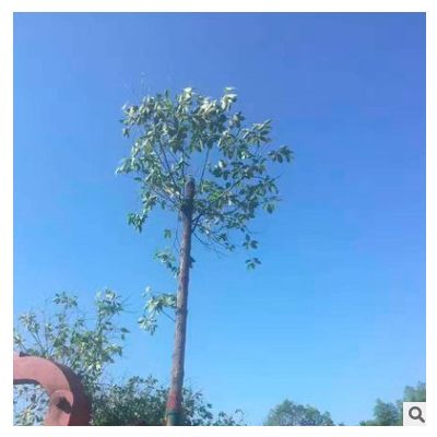出售綠化苗木香樟樹 香樟價格 胸徑18公分 樹形優美 香樟價格實惠