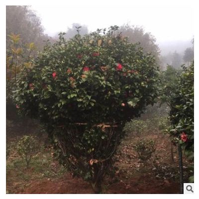庭院綠化樹茶花球 苗木基地自產自銷 貨源充足 價格實惠