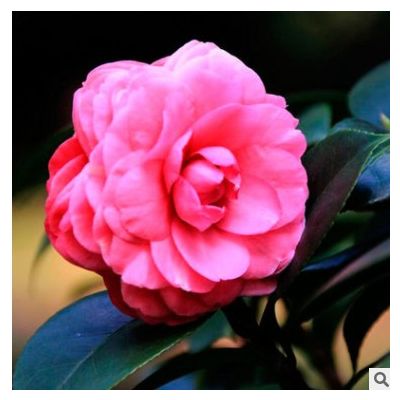 長期供應 精品茶花球 市政園林綠化茶花樹 花香四溢 花期長 價低