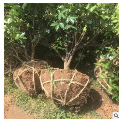 精品高桿茶梅樹價格 庭院景觀綠化苗木茶梅樹 基地批發 價格實惠