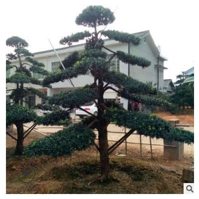 庭院景觀羅漢松 綠化苗木羅漢松批發(fā) 胸徑12公分羅漢松樹