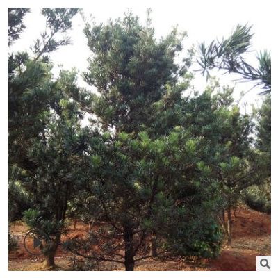直供精品羅漢松樹 庭蔭景觀苗木羅漢松 3.5米羅漢松 價格實惠