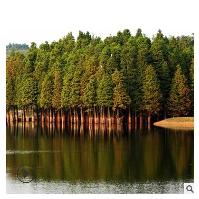基地直發水杉小苗批發 水杉樹 道路綠化苗木苗圃 質優價廉