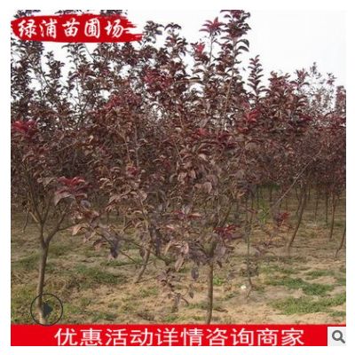 風景樹綠化樹苗 紫葉李樹苗 大量供應紫葉李苗木