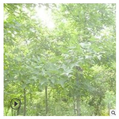 楓香小苗 雪松小苗廣玉蘭小苗出售 基地直發