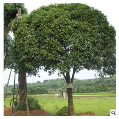 批發廣玉蘭紅葉石楠 基地直發 風景樹行道樹