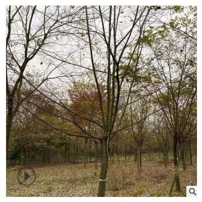 櫸樹基地 工程綠化苗木櫸樹樹苗 貨源充足 歡迎訂購