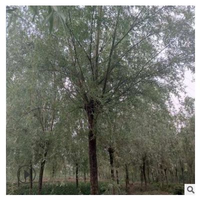南京行道樹垂柳報價 綠化 基地直發 歡迎訂購
