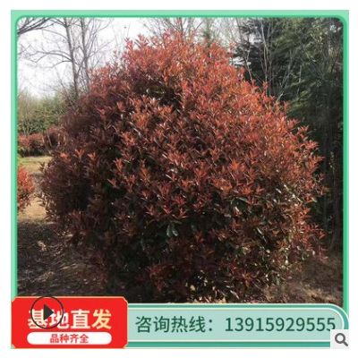 批發紅葉石楠 綠化苗木 風景樹 歡迎訂購