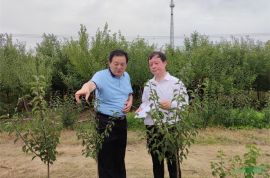 南京大學王保忠教授考察調研江蘇新沂梅花產業