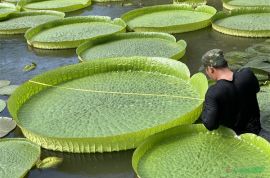 版納植物園能載人的王蓮葉徑達1.92米，創歷史之最