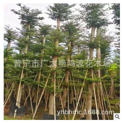 小葉欖仁容器苗細葉欖仁行道樹園林景觀工程苗木批發5-25CM綠化樹