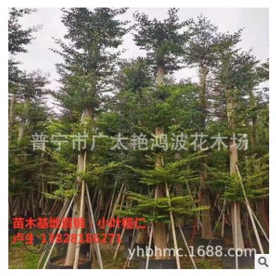 福建小葉欖仁細葉欖仁綠化工程基地直供錦葉欖仁綠化木行道樹批發