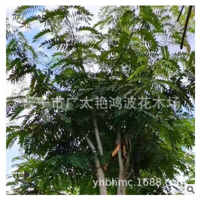 漳州苗圃批發樹苗鐵刀木5-16cm假植苗觀花行道樹中山苗圃基地直銷