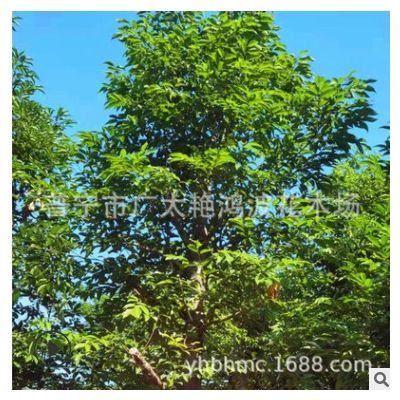 江蘇浙江安徽天竺桂樹苗8-30cm基地直銷綠化園林工程用苗量大從優
