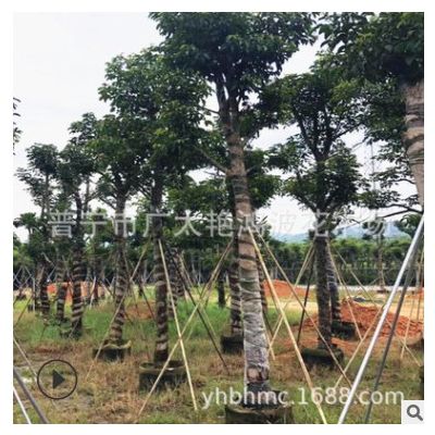 福建廣東揭陽普寧基地秋楓樹苗重陽木移植苗園林景觀樹木產地批發