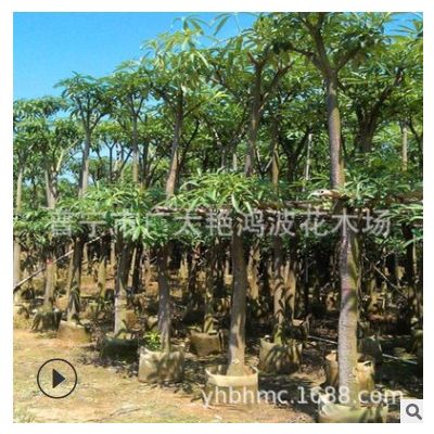 廣西糖膠樹苗木供應廠家直銷橡皮樹批發盆架子行道公園綠化工程苗