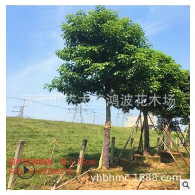普寧基地批發綠化苗木秋楓樹苗圃種植批發秋楓公園小區行道樹綠化