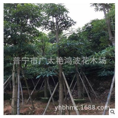 批發供應盆架子假植苗綠化工程承包廠區綠化樹苗批發小苗移植樹苗