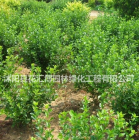 出售丁香樹基地大量批發，丁香價格優惠，質量保證