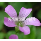 優質的丁香花種植基地
