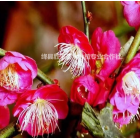 哪里有骨里紅梅樹？骨紅梅地徑10公分價(jià)格，12公分骨里紅梅報(bào)價(jià)