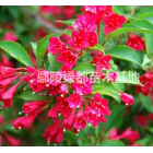 河南 紅王子錦帶價格 紅王子錦帶地苗杯苗 園林綠化苗木 基地批發