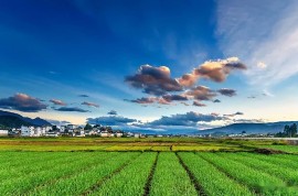 2021苗木行業(yè)新姿態(tài)，拿什么樣的思維來面對？