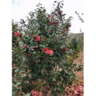 1.5-2米冠茶花供應(yīng)_茶花哪里最便宜