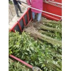 青錢柳小苗
