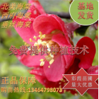 紅花海棠 北美海棠盆栽地栽垂絲海棠重瓣雙瓣海棠花粉白紅海棠花
