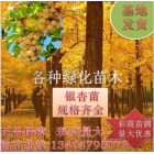 銀杏樹苗 綠化苗金葉銀杏大樹 白果苗占地苗 街道綠化苗 量大基地