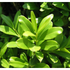 大小葉黃楊 綠植盆景造型 黃楊球 綠景觀綠化工程 四季常青綠化苗