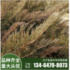 沙地柏 彩霞廠家批發綠化苗 規格齊全 工程綠化 地被植物