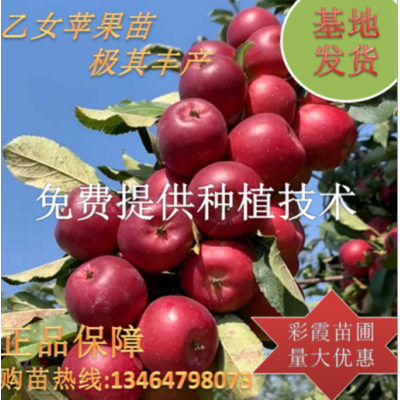 乙女蘋果苗 小蘋果雞心果苗耐寒南北方果樹 沙果苗 日本蘋果苗