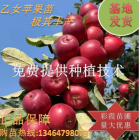 乙女蘋果苗 小蘋果雞心果苗耐寒南北方果樹 沙果苗 日本蘋果苗
