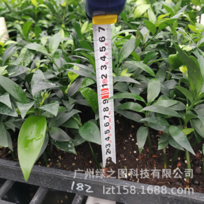 竹柏播種苗室內觀葉植物四季常青花卉盆栽綠植苗花場批發觀葉植物