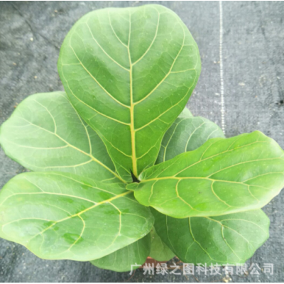 芭比琴葉榕小盆栽大盆栽大葉琴葉榕基地直供批發觀葉桌面綠植物