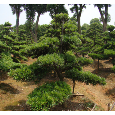 羅漢松批發 湖南造型羅漢松價格臺灣羅漢松基地 綠化樹苗木