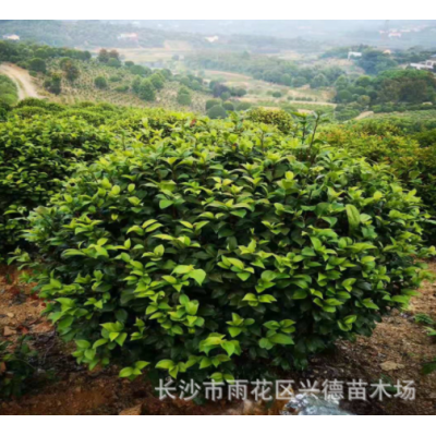 批發茶花球 湖南山茶2-4-5公分高桿茶花樹花色大紅 綠化苗木